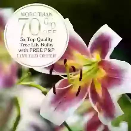 More than 70% off 5 Tree Lily bulbs